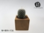 檜木置物小花盆(含多肉植物)